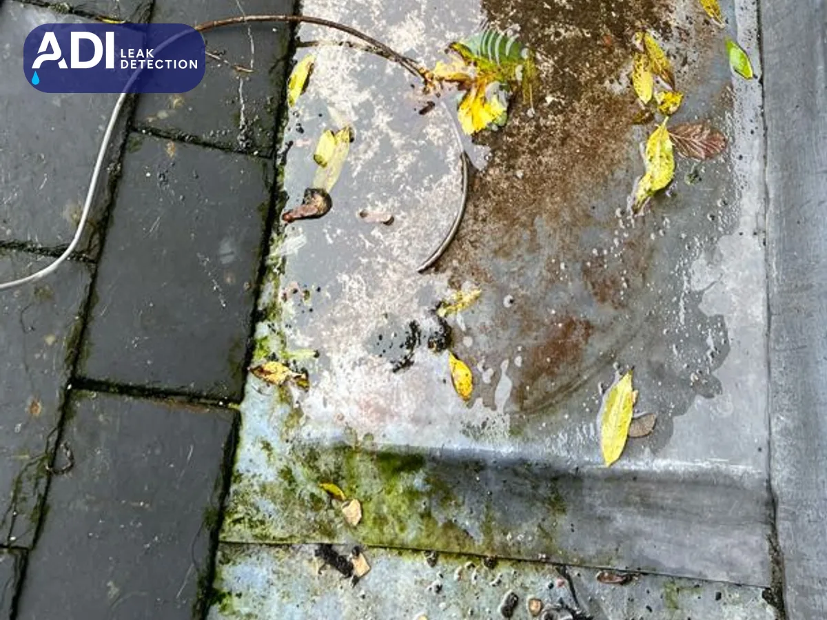 Standing water, moss and fallen leaves on a roof beside the gutter